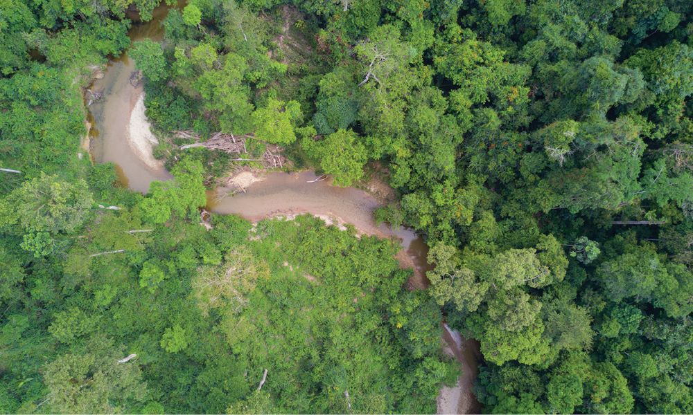 Plantas en la selva más antigua del mundo.