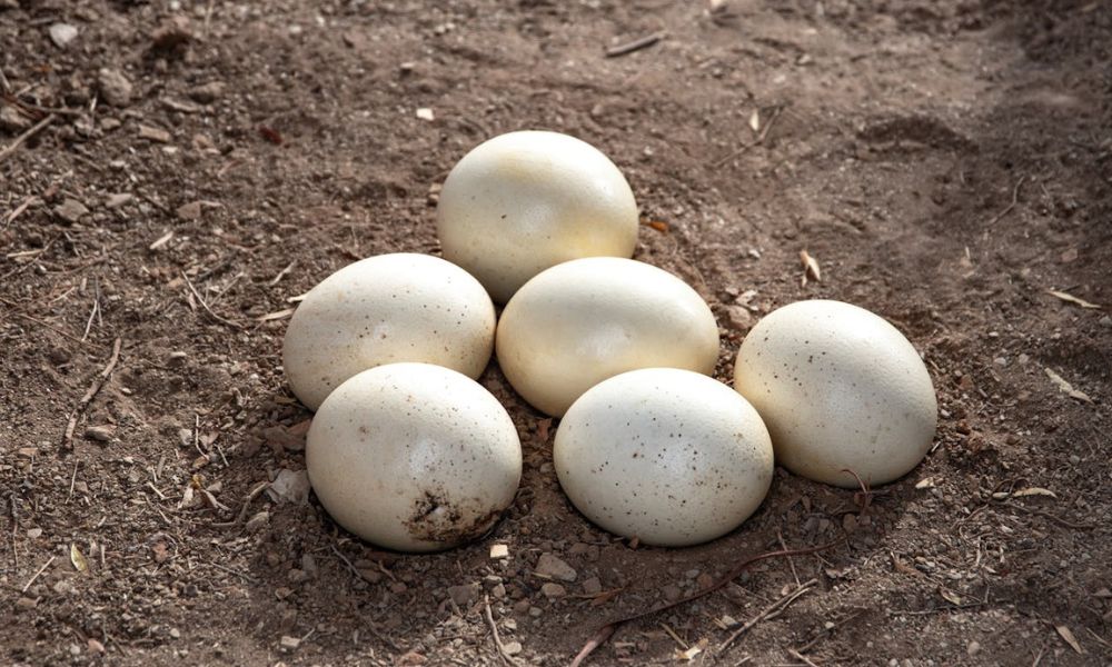 Uno de los huevos más grandes del mundo.
