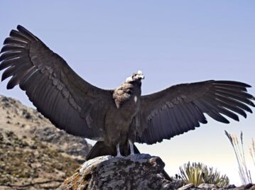 cóndor andino, animal nacional de Bolivia, Colombia y Ecuador