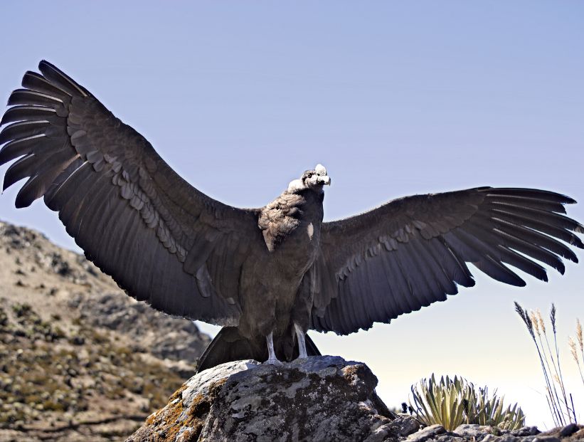 cóndor andino, animal nacional de Bolivia, Colombia y Ecuador