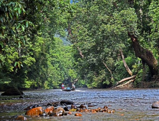 ¿Cuántos años tiene la selva más antigua del mundo?