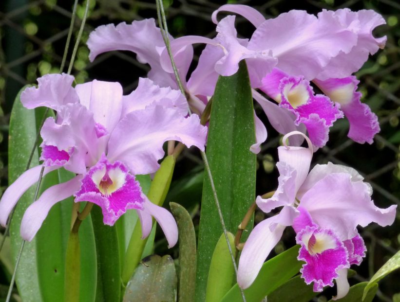 flor-nacional-de-colombia