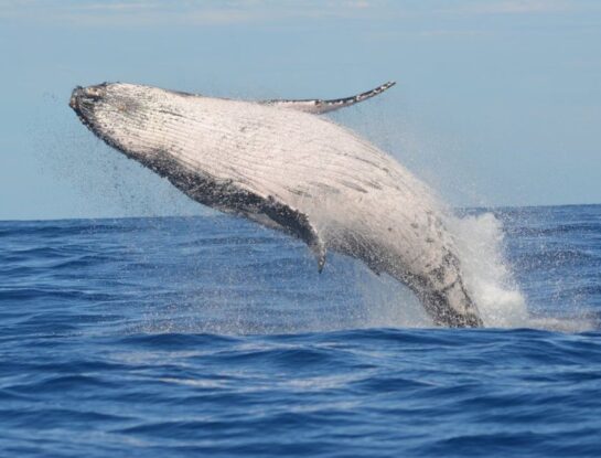 ¿Por qué saltan las ballenas?