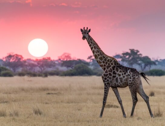 Camello leopardo: por qué la jirafa tenía ese nombre