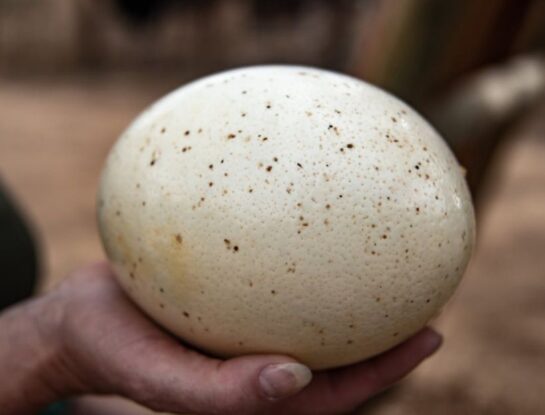 ¿Cuáles son las 5 aves que ponen los huevos más grandes del mundo?