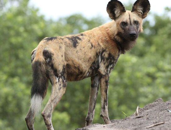 ¿Dónde habita el perro salvaje africano y por qué es tan peligroso?