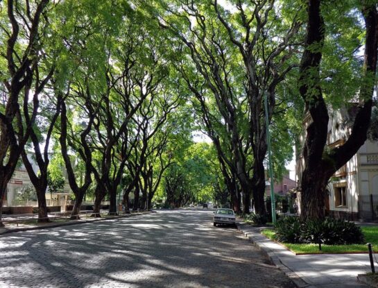 Melián: el pintoresco túnel de árboles que se posiciona entre las avenidas más lindas de Buenos Aires