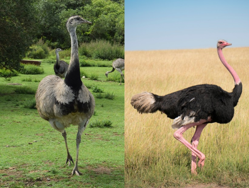 diferencia entre el ñandú y el avestruz