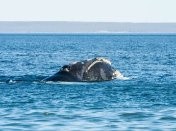 ballenas