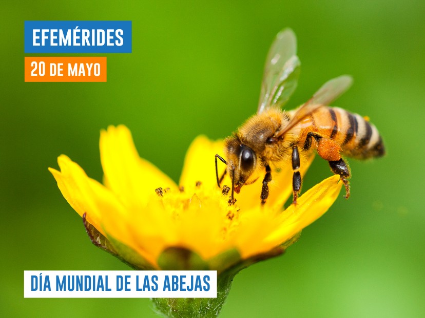 efemérides del 20 de mayo Día de las abejas