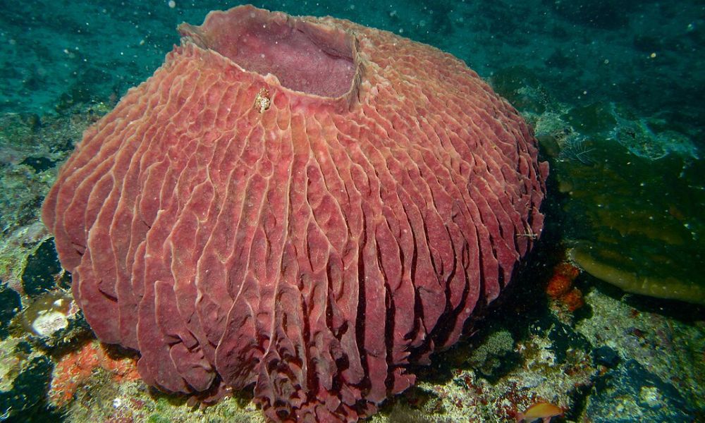 Una de las esponjas barril gigantes.