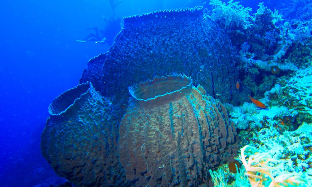 Las esponjas barril gigantes en el océano.