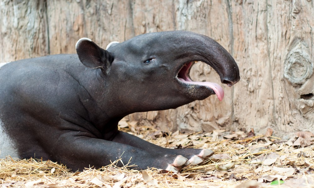 tapir amazónico mamífero de Sudamérica