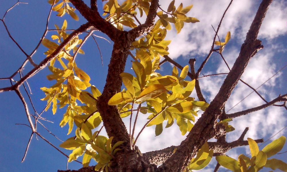 Hojas del palo rosa.