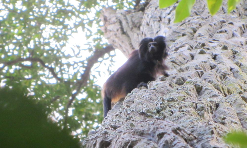 Tronco del palo rosa con un animal.