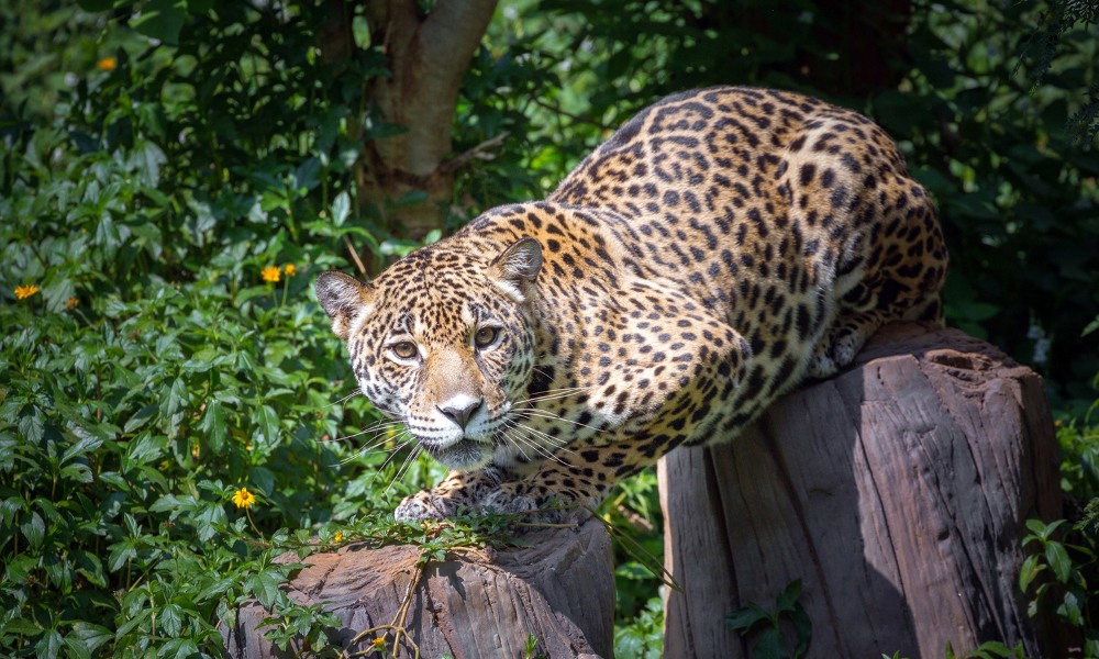 jaguar o yaguareté felino de América