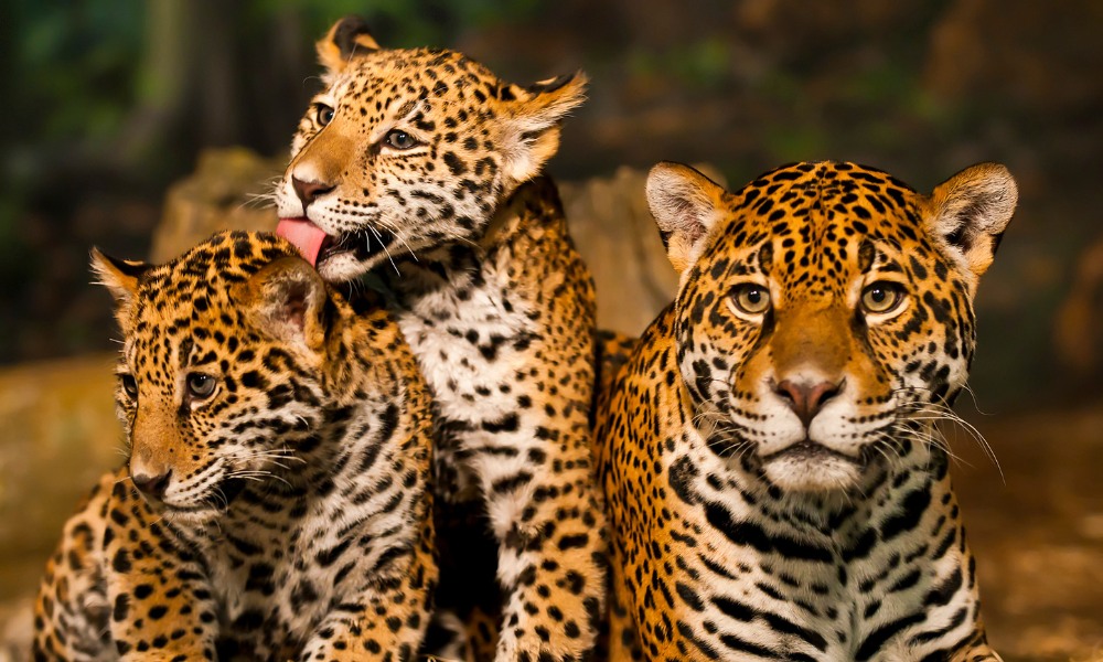 felino más grande de América