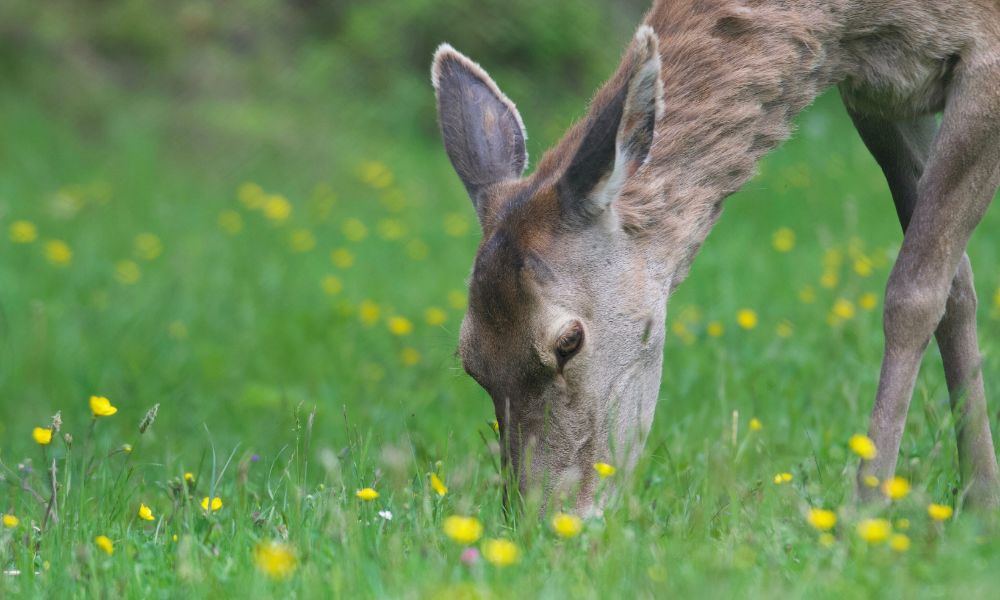 Animales del parque nacional más antiguo de Italia.
