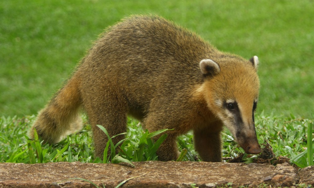 coatí de Sudamérica