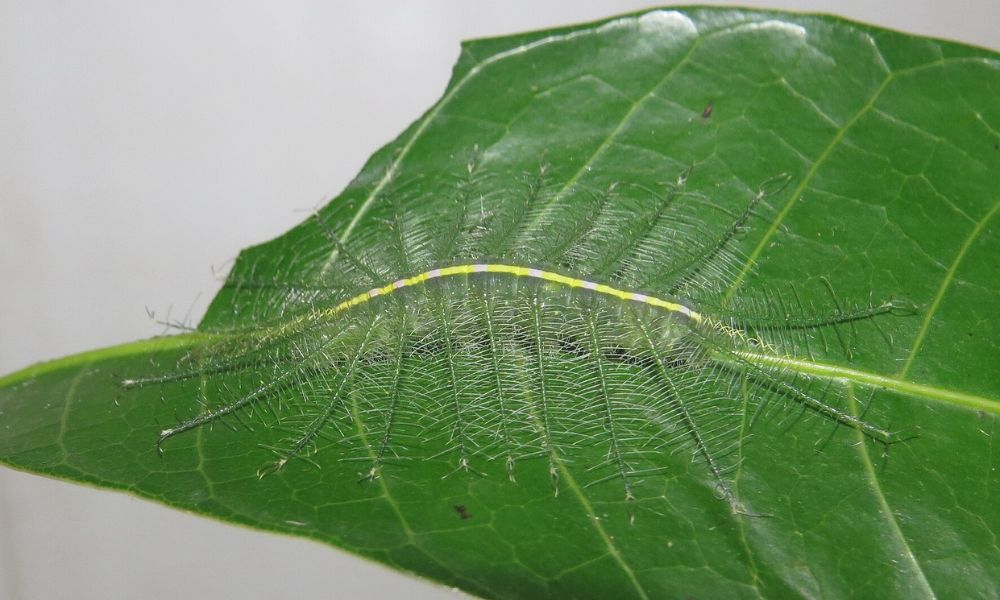 Oruga Euthalia aconthea.