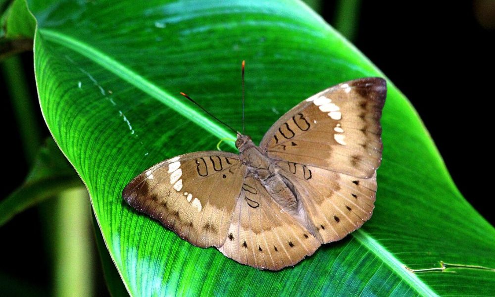 Mariposa Euthalia aconthea.