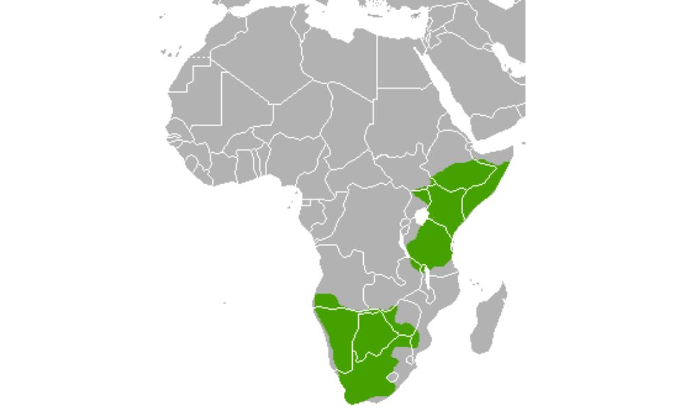 En verde, los sectores de África donde vive el zorro orejudo.