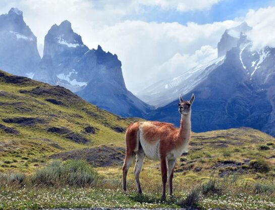 Parque nacional Torres del Paine: ¿por qué es uno de los más sorprendentes del mundo?
