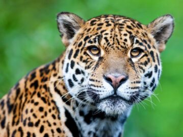 animales nombre guaraní