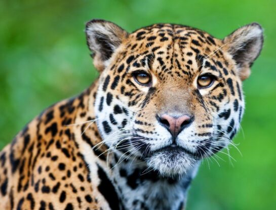 ¿Qué animales de Sudamérica llevan un nombre de origen guaraní?