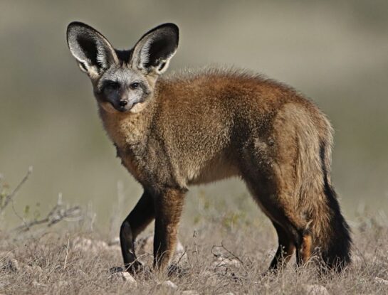 Zorro orejudo, el curioso animal que solo habita en el sur de África