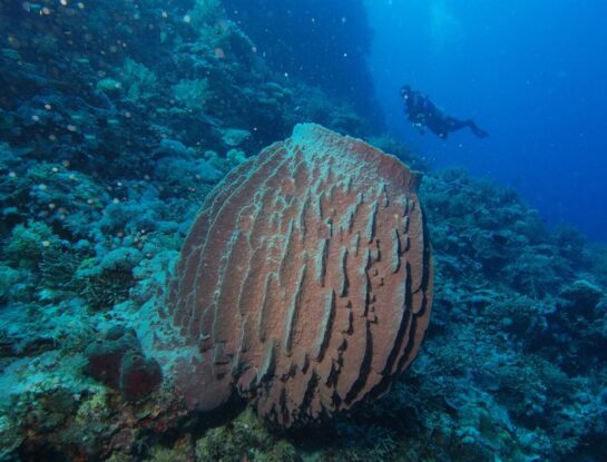 Esponjas barril gigantes: ¿por qué es uno de los animales más longevos del mundo?