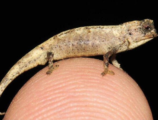 Nanocamaleón: el diminuto reptil que solo habita en Madagascar