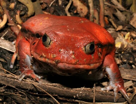 Sapo tomate: ¿por qué es uno de los animales más peligrosos del mundo?