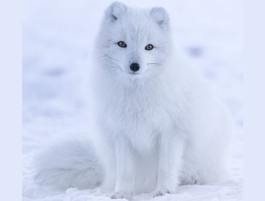 Zorro ártico: la curiosa especie que soporta temperaturas de hasta -50ºC