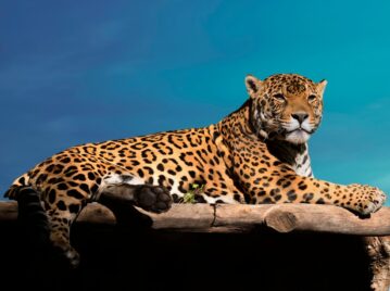 felino más grande de América