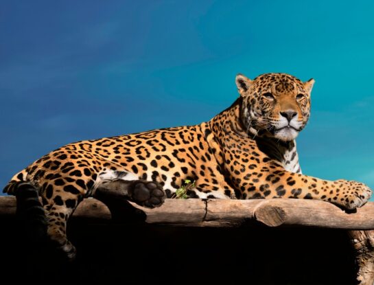 ¿Cuál es el felino más grande de América?