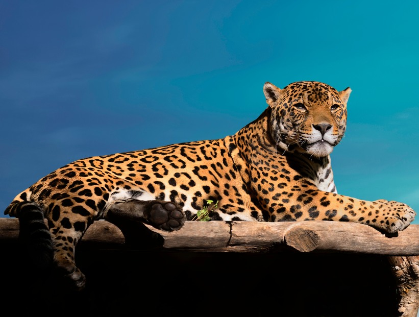 felino más grande de América