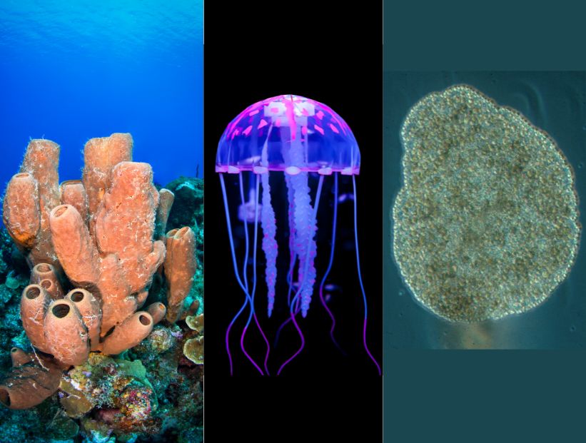 Animales sin cerebro