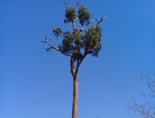 Palo rosa: el llamativo árbol de Sudamérica que está en peligro de extinción