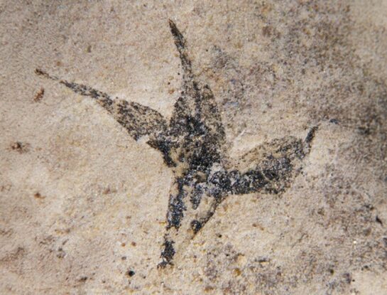 Científicas del CONICET encuentran la flor más antigua de Argentina: "pequeña estrella del sur"
