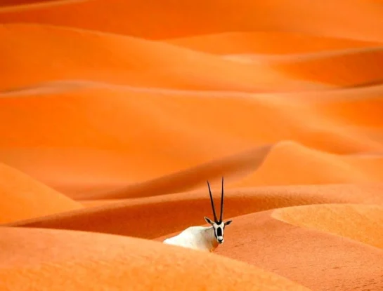 Santuario del Oryx árabe: el paraíso natural que perdió su categoría de Patrimonio de la Humanidad en 2007