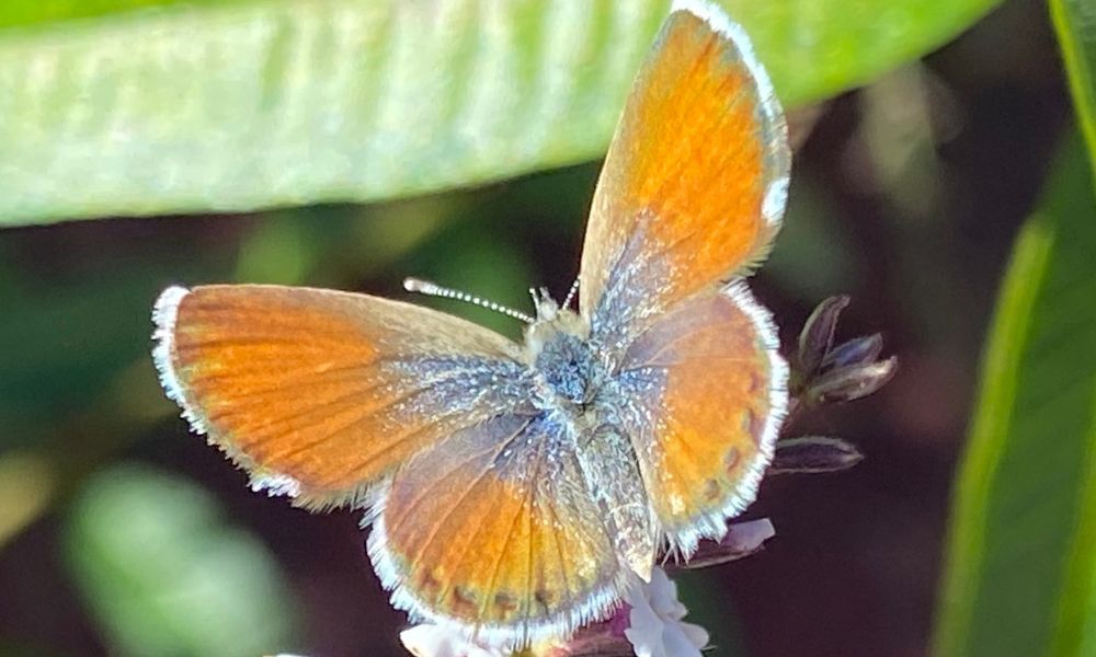 Colores de la mariposa pigmea azul occidental.