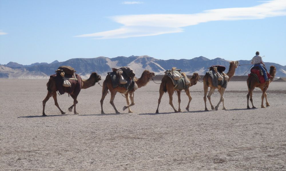 Animales en el punto más bajo de México.