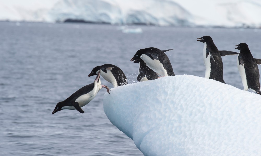vida en la Antártida