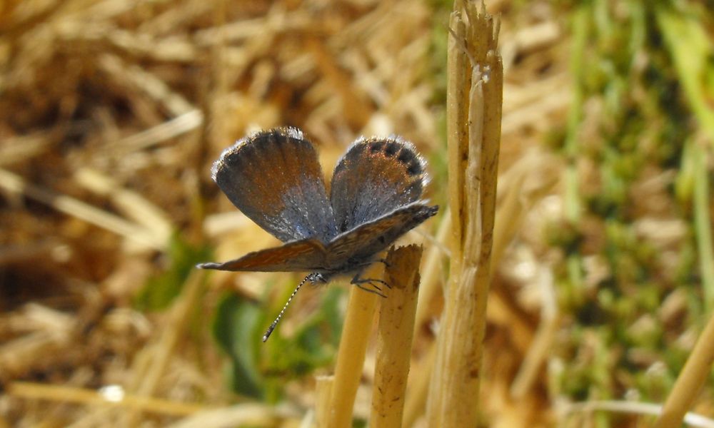 Aspecto de la mariposa pigmea azul occidental.