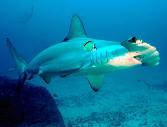 Tiburón martillo: la llamativa especie que podría desaparecer en pocos años