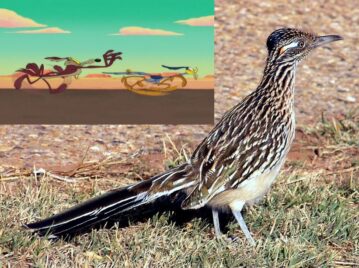 correcaminos
