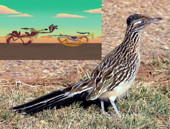 Así es la especie en la que se basó el personaje de la famosa serie animada “El Coyote y el Correcaminos”