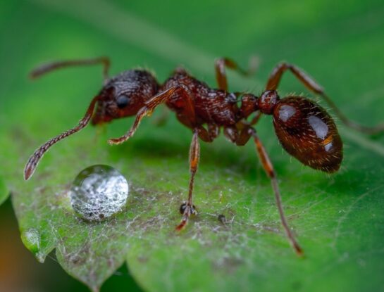 ¿Sabías que las hormigas pueden predecir el clima? Conocé al biólogo argentino que las analiza
