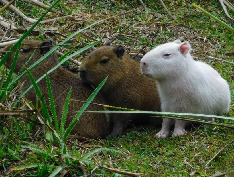 Carpincho albino